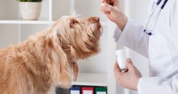 Verfassungswidrig: Tierarztvorbehalt für Homöopathie an (Foto: AdobeStock - Photographee.eu 62654182)