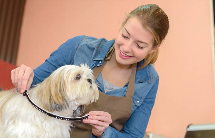 Für die ersten Ausflüge mit Ihrem Liebling benötigen Sie ein Geschirr oder ein Halsband und eine Leine. (Foto: Adobe Stock- auremar) 