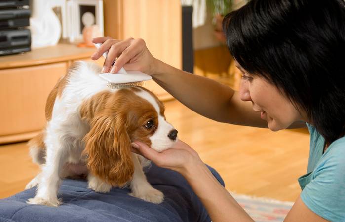 Hundebürste und Hundekamm sind für das Pflegeprogramm wichtig. (Foto: Adobe Stock-Stoc8)_