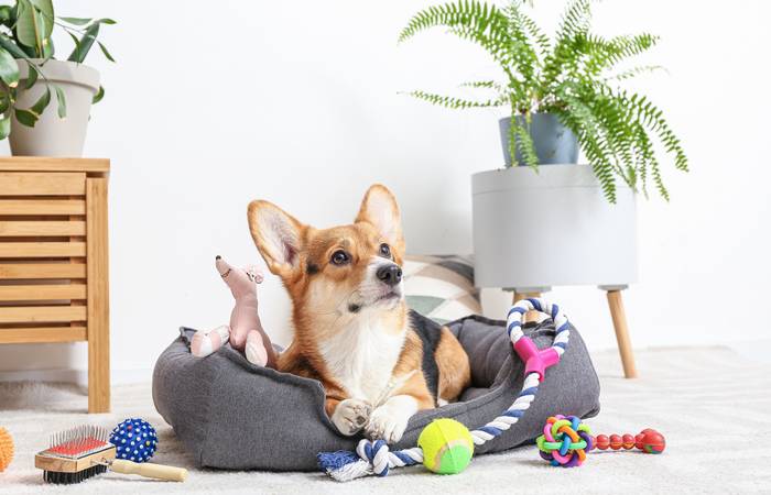 Gerade ein junger Hund kann mit dem passenden Spielzeug wunderbar beschäftigt werden: Ball, Wurfstrick oder Quietschtier sind für Wurf- und Apportierspiele ideal. ( Foto: Adobe Stock-Pixel-Shot)