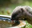 Hitzeprävention im Garten: Wasserschalen bieten Tieren (Foto: AdobeStock - inkevalentin 122116573)