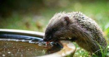 Hitzeprävention im Garten: Wasserschalen bieten Tieren (Foto: AdobeStock - inkevalentin 122116573)