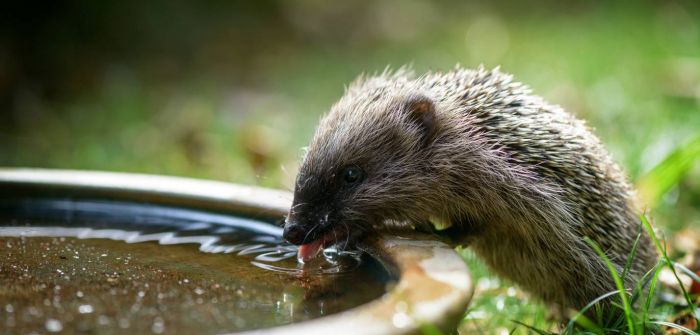 Hitzeprävention im Garten: Wasserschalen bieten Tieren (Foto: AdobeStock - inkevalentin 122116573)