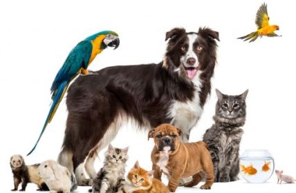 Alarmierender Anstieg: Über 4.500 Tiere im Jahr 2022 von Animal Hoarding (Foto: AdobeStock - 383459167 Eric-Isselee)