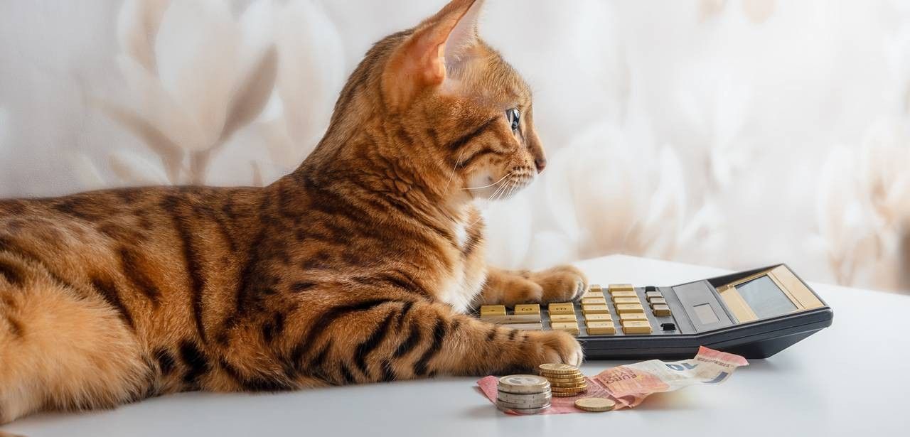 Haustiere und Steuern: So sparst du Geld (Foto: AdobeStock 444913514 Svetlana-Rey)