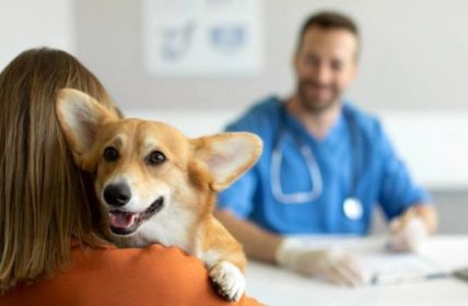 Tierarztkosten steigen um 20 Prozent in einem Jahr (Foto: AdobeStock - Home-stock 619187563)