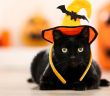 Tipps für ein sicheres Halloween: Tiere im Haus lassen (Foto: AdobeStock - 5second 292967585)