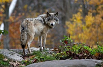 Wolfsattacken auf Haustiere: DBV und DJV fordern klare Rechtssicherheit bei (Foto: AdobeStock - jimcumming88 122499283)