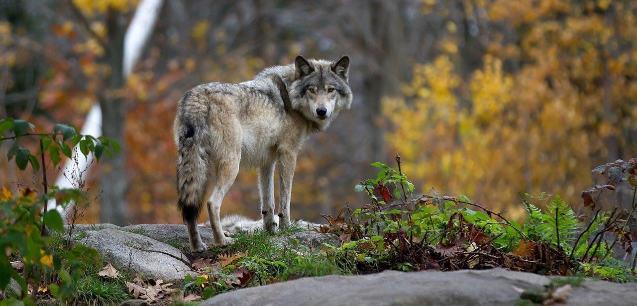 Wolfsattacken auf Haustiere: DBV und DJV fordern klare Rechtssicherheit bei (Foto: AdobeStock - jimcumming88 122499283)