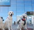 Erfolgreiche Internationale Rassehunde- und Rassekatzen-Ausstellung in (Foto: Messe Erfurt GmbH)