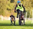 Harzer-Luchstrail: Spannende Schlittenhunderennen auf der Galopprennbahn in Bad (Foto: Kur-, Tourismus- und Wirtschaftsbetriebe der Stadt Bad Harzburg GmbH)