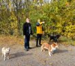 Rudelhaltung: So klappt das Zusammenleben mit mehreren Hunden (Foto: AdobeStock - 673163857 bettina sampl)