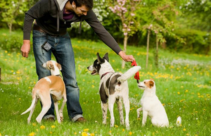 Ebenfalls zu den Kosten zählen die Anschaffung, die nur als Einmalkäufe anfallen. Halsbänder oder Geschirre, Leinen, Hundedecken oder Regenjacken werden für jedes Tier gebraucht. (Foto: AdobeStock - 204411360 DoraZett)