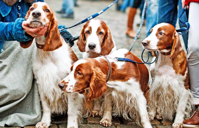 Mehr als einen Hund zu halten bedeutet auch mehr Gebell, mehr Fellbüschel, die in der Wohnung herumfliegen, höhere Kosten und größerer Aufwand. (Foto: AdobeStock - 396098009  pavasaris)