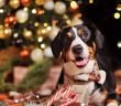Tiere sind kein Weihnachtsgeschenk! - Appell an Vernunft (Foto: AdobeStock - Tatyana Kalmatsuy 540334606)