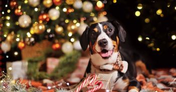 Tiere sind kein Weihnachtsgeschenk! - Appell an Vernunft (Foto: AdobeStock - Tatyana Kalmatsuy 540334606)