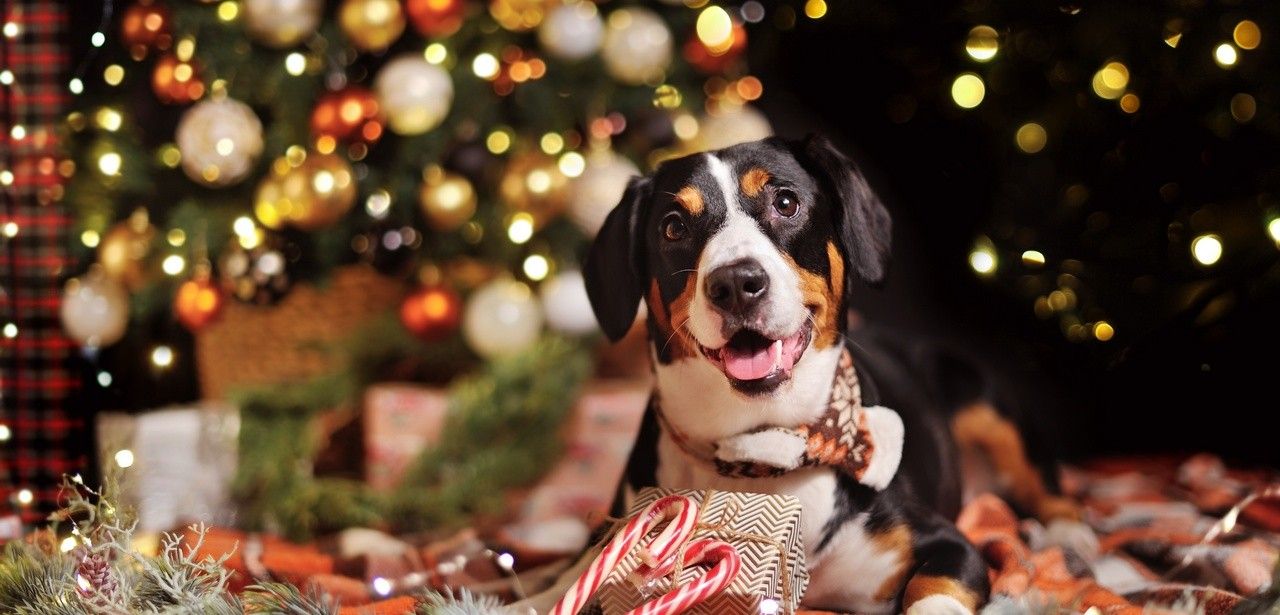Tiere sind kein Weihnachtsgeschenk! - Appell an Vernunft (Foto: AdobeStock - Tatyana Kalmatsuy 540334606)