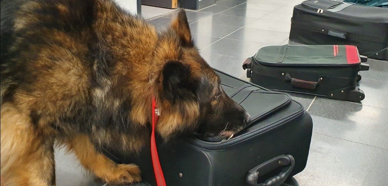 Fluse, die Drogenspürhündin des Hauptzollamts Potsdam, geht in (Foto: Zollverwaltung)