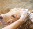 Natürliche Hundepflege mit purapep Care Manuka-Öl Hundeseife (Foto: AdobeStock - Mohwet 627765092.jpeg)