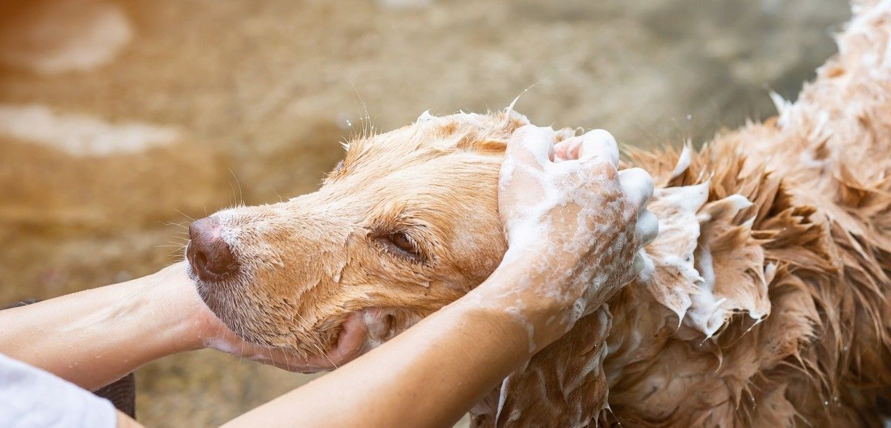 Natürliche Hundepflege mit purapep Care Manuka-Öl Hundeseife (Foto: AdobeStock - Mohwet 627765092.jpeg)