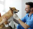 4 Tipps für die Auswahl eines Hundetierarztes (Foto: AdobeStock - AdobeStock_619188058 Home-stock)