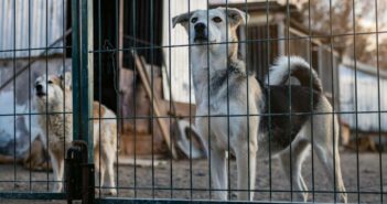 Tierheim Göttingen: Neuer Kurs im Tierschutz (Foto: AdobeStock - 787310515 andyborodaty)