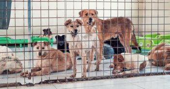 Tierheim Wipperfürth: Liebevolle Betreuung für jede Pfote (Foto: AdobeStock - 693079288 Evgenii Bakhchev)