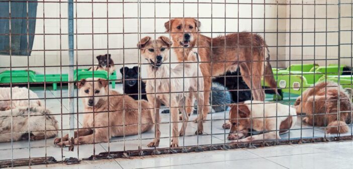 Tierheim Wipperfürth: Liebevolle Betreuung für jede Pfote Tierheim Wipperfürth: Liebevolle Betreuung für jede Pfote (Foto: AdobeStock - 693079288 Evgenii Bakhchev)