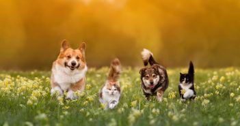 NRW-Produktion von Katzen- und Hundefutter erreicht 2024 neues (Foto: AdobeStock - nataba - 604547093)