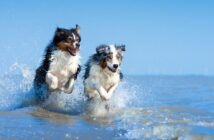 Warum die Krokettengröße und Textur für die Zahngesundheit Ihres Hundes entscheidend sind (Foto: AdobeStock - inkevalentin - 332888058)