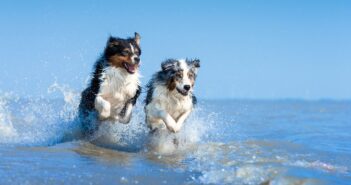 Warum die Krokettengröße und Textur für die Zahngesundheit Ihres Hundes entscheidend sind (Foto: AdobeStock - inkevalentin - 332888058)