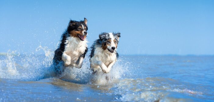 Warum die Krokettengröße und Textur für die Zahngesundheit Ihres Hundes entscheidend sind (Foto: AdobeStock - inkevalentin - 332888058)