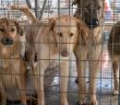 Nathan Goldblat fordert jetzt EU-Förderstopp für Rumäniens grausame (Foto: Deutscher Tierschutzbund e.V.)