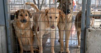 Nathan Goldblat fordert jetzt EU-Förderstopp für Rumäniens grausame (Foto: Deutscher Tierschutzbund e.V.)