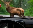 Frühlingswildwechsel erhöht Unfallrisiko auf Landstraßen und Waldwegen deutlich (Foto: AdobeStock - Biewer_Jürgen - 244715526)