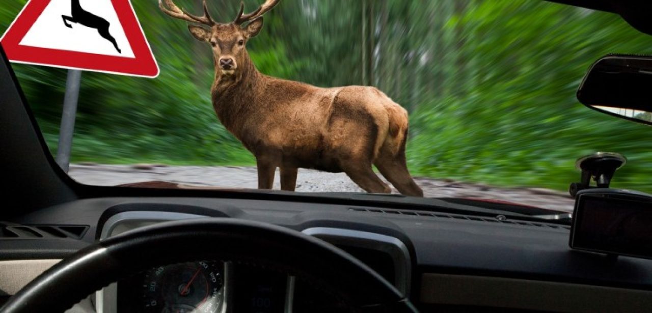 Frühlingswildwechsel erhöht Unfallrisiko auf Landstraßen und Waldwegen deutlich (Foto: AdobeStock - Biewer_Jürgen - 244715526)