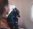 Airlines lockern Bestimmungen für entspanntes Reisen mit Haustieren (Foto: AdobeStock - tsuguliev - 567842492)