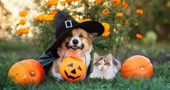 Halloween ohne Tierkostüme schützt Haustiere vor Stress und (Foto: AdobeStock - nataba - 998981237)