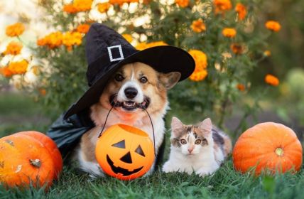 Halloween ohne Tierkostüme schützt Haustiere vor Stress und (Foto: AdobeStock - nataba - 998981237)