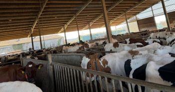 Prävention senkt Krankheitsfolgen bei Milchkühen und stärkt Tierwohl (Foto: Agrar- und Veterinär-Akademie (AVA))